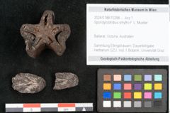 Foto (Objekt + Etikett) von Spondylostrobus smythii F.V. Mueller (NHMW-GEO-2024-0188-10398)